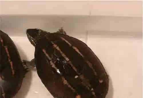 果核泥龟的饲养 需要阳光水质和适当的温度 | 果核泥龟