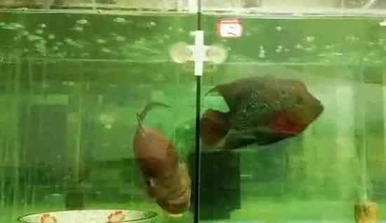 罗汉鱼花罗汉的繁育全过程，看过不后悔
