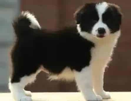 边境牧羊犬|边境牧羊犬被诊断出犬窝咳怎么治疗