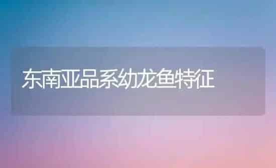 东南亚品系幼龙鱼特征 | 鱼类宠物
