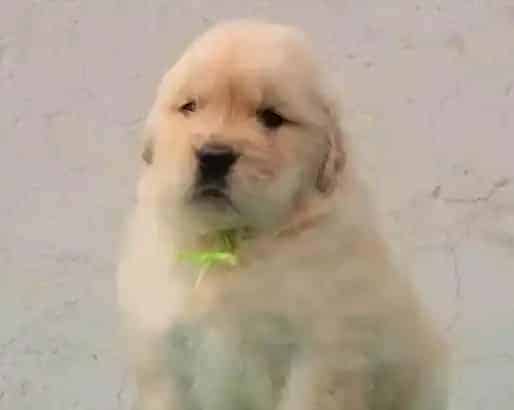 金毛|金毛犬打完疫苗后鼻子干吃什么药能好