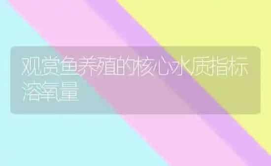 观赏鱼养殖的核心水质指标溶氧量 | 鱼类宠物