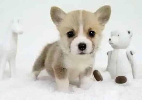 柯基犬|怎样让不听话的柯基犬乖乖吃药