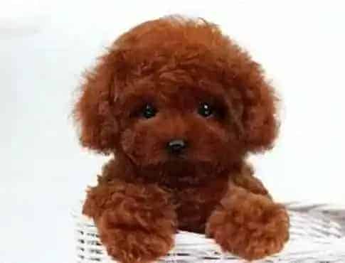 贵宾犬|贵宾犬分娩-产后护理工作都有哪些