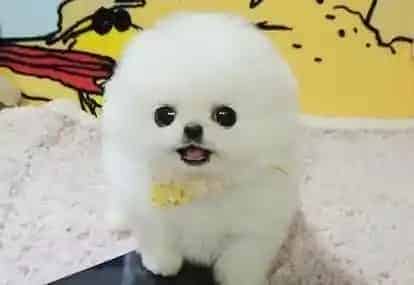 博美犬|哪些食物会毫不留情的夺去博美犬的生命