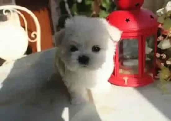 马尔济斯|我家马尔济斯犬怀孕63天了为什么还没生产迹象