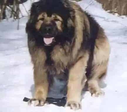 高加索犬|怎样避免高加索犬的牙龈出血