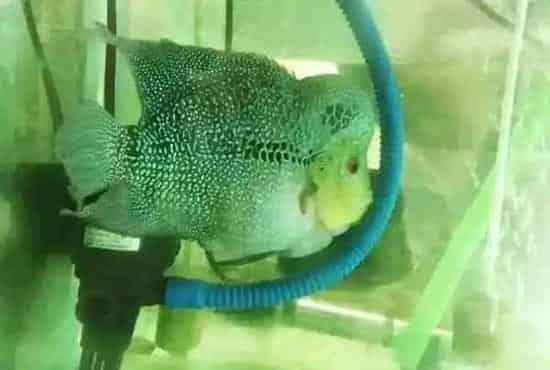 罗汉鱼花罗汉的繁育全过程，看过不后悔