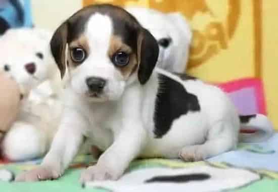 比格犬|喂比格犬骨头吃要警惕哪些事情