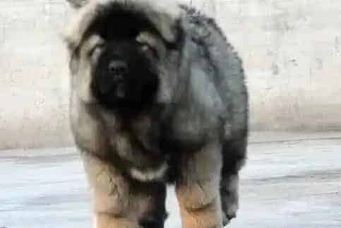 高加索犬|饲养高加索犬时应注意避免和它亲密接触