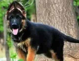 德国牧羊犬|德国牧羊犬常见的疾病和预防办法