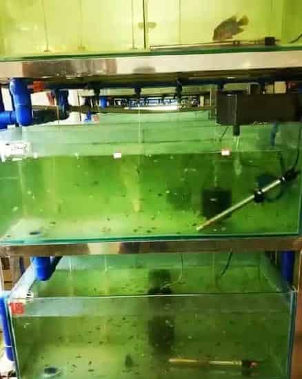 罗汉鱼花罗汉的繁育全过程，看过不后悔