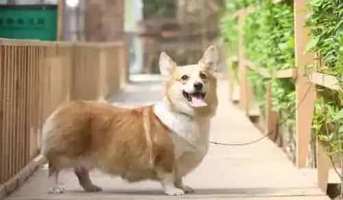 柯基犬怎么养 打理简单适合饲养 | 柯基犬