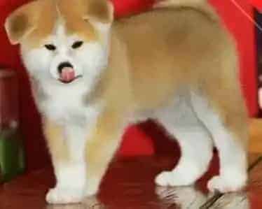秋田犬|秋田犬肚子上面长了一个硬硬的瘤子怎么办