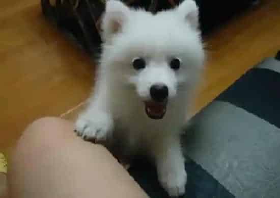 银狐犬|炎热夏季里如何让银狐犬顺利度过重大考验