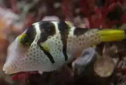 日本婆怎么养 饲养水温为26-27摄氏度