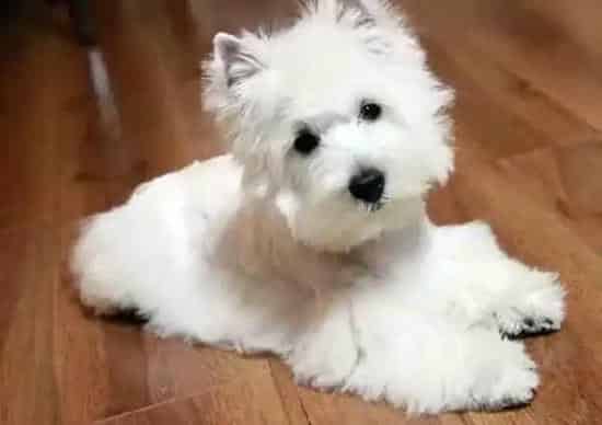 西高地|年幼的西高地能吃什么 不能吃什么