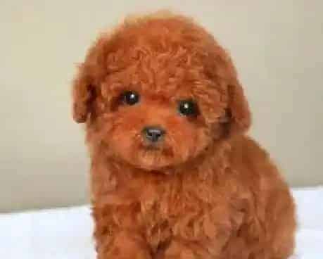 泰迪犬|六个月的泰迪犬换牙期间应吃什么食物比较好