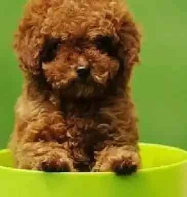 贵宾犬|贵宾犬尾巴表示的意思有哪些奥秘