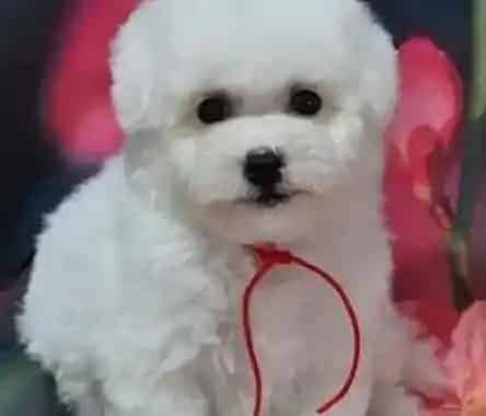 比熊犬|如何给比熊犬做狗窝呢 求答案