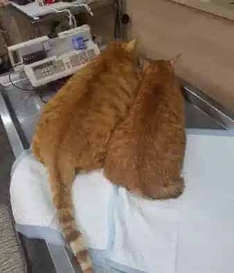不哭不哭 眼泪是珍珠！生病橘猫看到药袋泛泪 | 猫