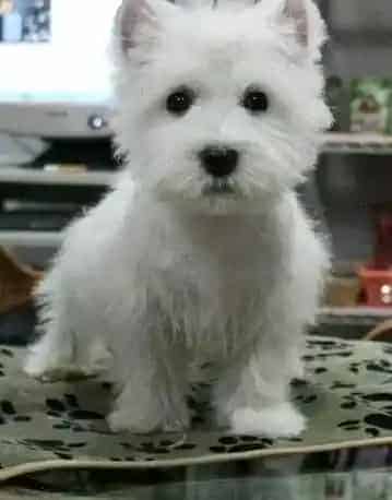 西高地|照顾才出世的西高地幼犬要注意的地方