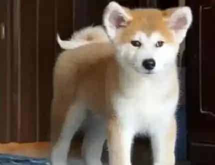秋田犬|如何为秋田犬挑选优质的益生菌