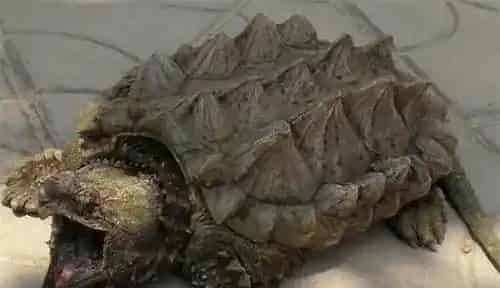 怎么让鳄龟吃东西 投入一定数量的死食 | 鳄龟
