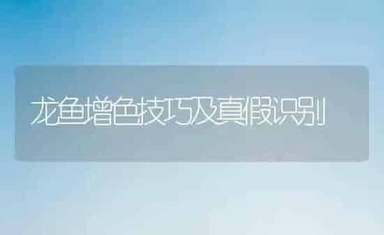 龙鱼增色技巧及真假识别 | 鱼类宠物