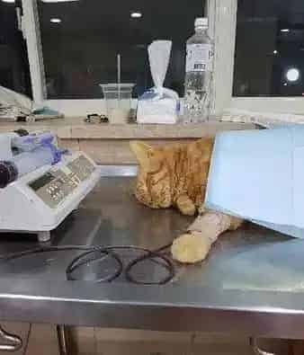 不哭不哭 眼泪是珍珠！生病橘猫看到药袋泛泪 | 猫
