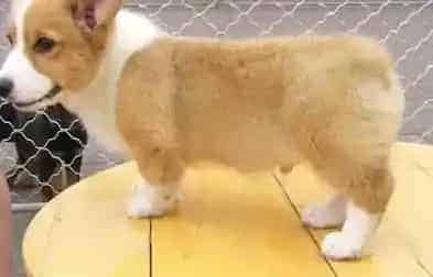 柯基犬|教宠物主人如何解决柯基犬不吃饭的问题