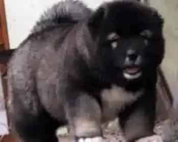 高加索犬|高加索犬生育与繁殖的注意事项