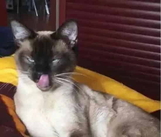 暹罗猫会用猫砂吗 需要经过训练后使用猫砂 | 暹罗猫
