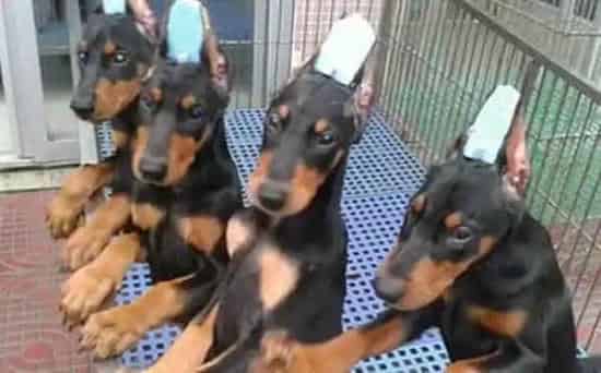 杜宾犬|失传的营养学 如何科学的给杜宾犬补钙