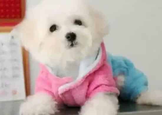 比熊犬|比熊犬吃哪些食物可以让被毛具有光泽
