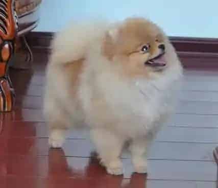 博美犬|主人们不在家 博美犬的私生活是怎样的