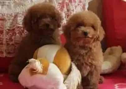 贵宾犬|主人们可以与贵宾犬睡在一起吗