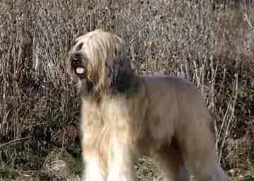 伯瑞犬怎么选    健康外最好用过疫苗 | 伯瑞犬