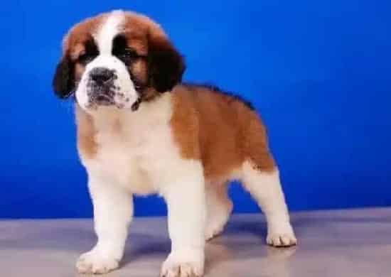 圣伯纳犬|请问圣伯纳犬打喷嚏、流鼻涕需要吃什么药