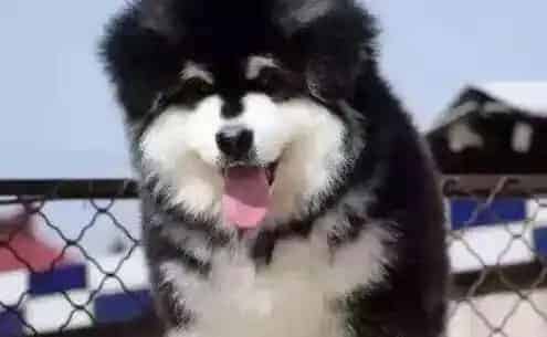 阿拉斯加犬|阿拉斯加犬服从训练的一般方法