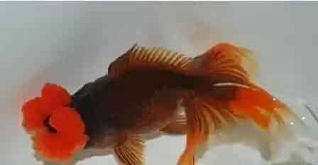 四绒球的饲养小窍门 要注重水质调节