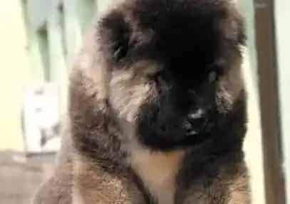 高加索犬|高加索犬特别不爱吃饭是为什么