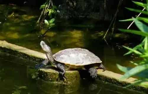 中华花龟的庭院饲养 换水的水温差不超过3℃ | 中华花龟