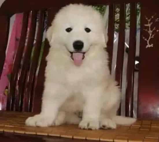 大白熊犬|感情互动很简单 如何与大白熊犬增进感情