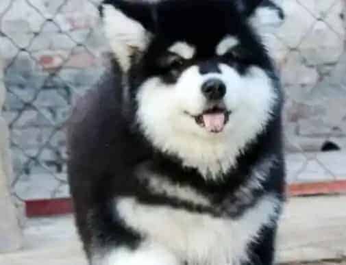 阿拉斯加犬|如何给阿拉斯加犬挤肛门腺 求解答