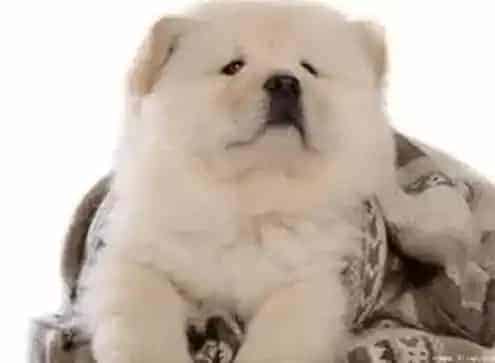 松狮犬|松狮犬受伤后最常见的安全隐患——破伤风