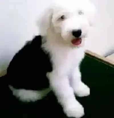 古代牧羊犬|我家古代牧羊犬得真菌感染怎么医治都不好