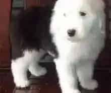 古代牧羊犬|古代牧羊犬不爱吃饭还掉毛是季节影响的吗