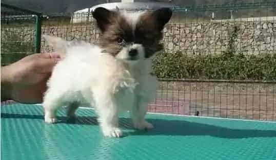 蝴蝶犬|蝴蝶犬训练之机械刺激法