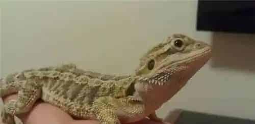 鬃狮蜥蜕皮 鬃狮蜥蜴两三个星期就会蜕一次皮 | 鬃狮蜥